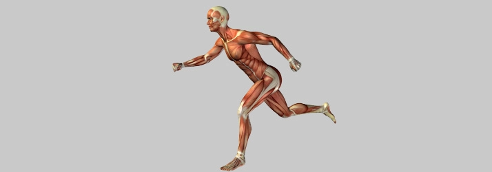 An anatomical illustration shows a human figure in mid‑stride, highlighting major muscle groups during motion
